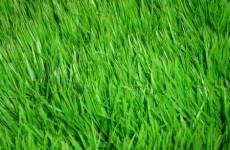 grass-603 grass-603
